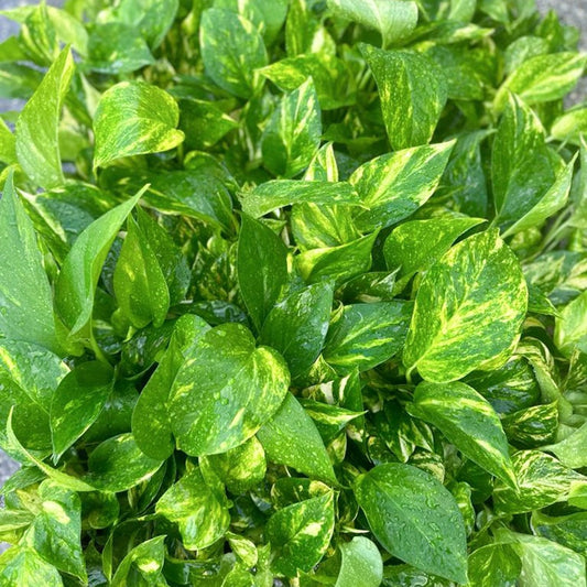 4 Pack Live Golden Pothos Plants 4" Pot Devil’s Ivy Indoor Trailing Plant (Epipremnum aureum) | Home Decor, Sympathy Gift