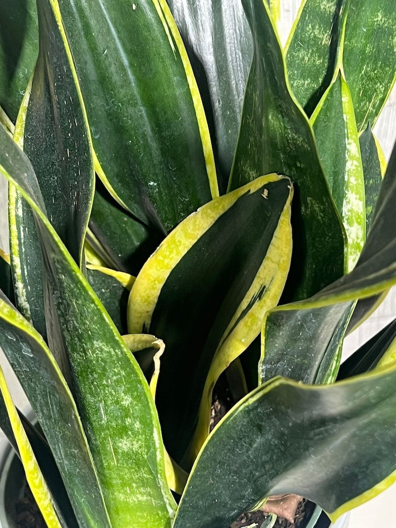 Rare Sansevieria Black Gold Snake Plant 6” Pot - Indoor Air Purifier - Snake Plant Laurentii - Live Houseplant - US Seller