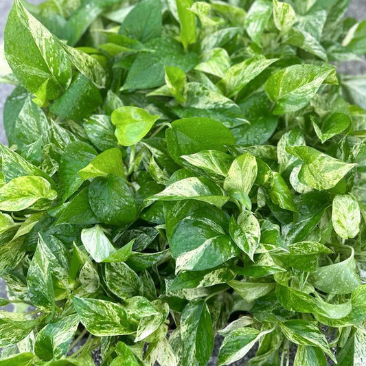 4 Pack Live 4" Marble Queen Pothos Plants, Indoor Air Purifying Houseplants, Epipremnum Aureum, Perfect Gift for Friends & Teachers