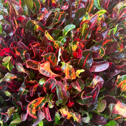 12 Pack Croton Mammy Plants 3" Pots - Variegated Indoor Houseplant Codiaeum Variegatum - Perfect Gift for Plant Lovers and Offices