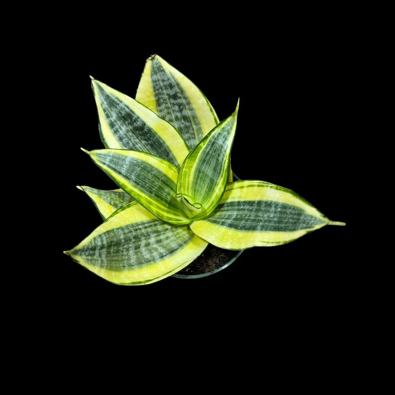 Rare Sansevieria Gold Star Mini Snake Plant 3" Pot - Live Air Purifying Houseplant - Sansevieria trifasciata