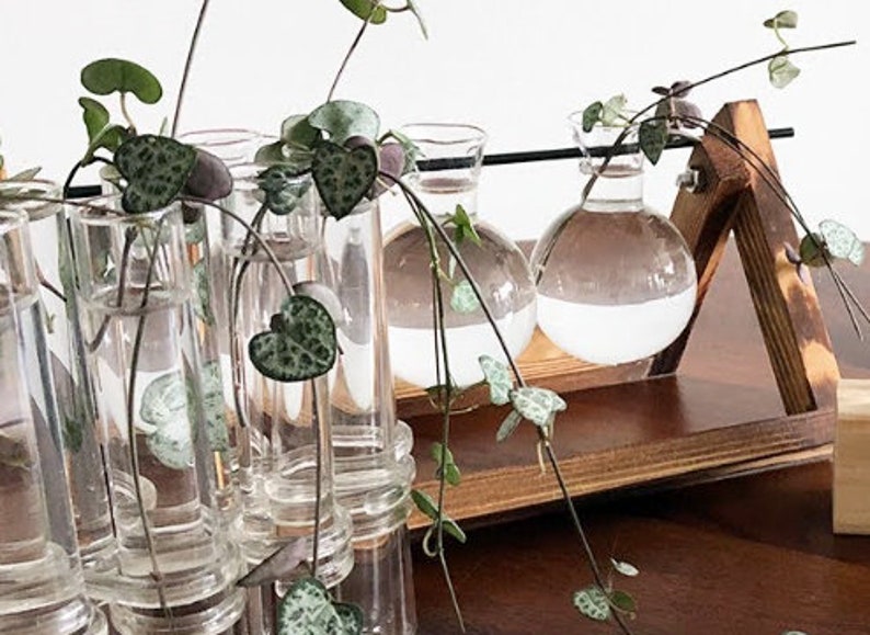 String of Hearts Cuttings - 2" Unrooted Succulent - Heart-Shaped Leaves - Ceropegia woodii - Easy Indoor Vining Plant
