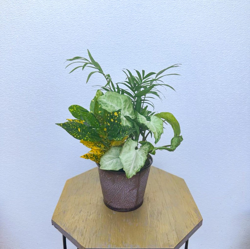 LIVE 6 Inch Dish Garden with Croton Gold Dust, Parlor Palm & Syngonium White Butterfly - Indoor Plant Arrangement