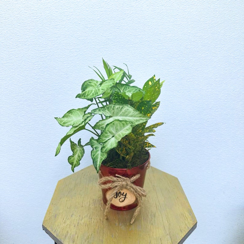 LIVE 6 inch Dish Garden with Croton Gold Dust, Parlor Palm & Syngonium White Butterfly - Indoor Plants for Home Decor