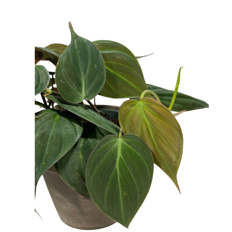 Philodendron Micans Velvet 4" Pot - Rare Heartleaf Indoor Plant - Velvet Leaf Philodendron - Easy Care Houseplant
