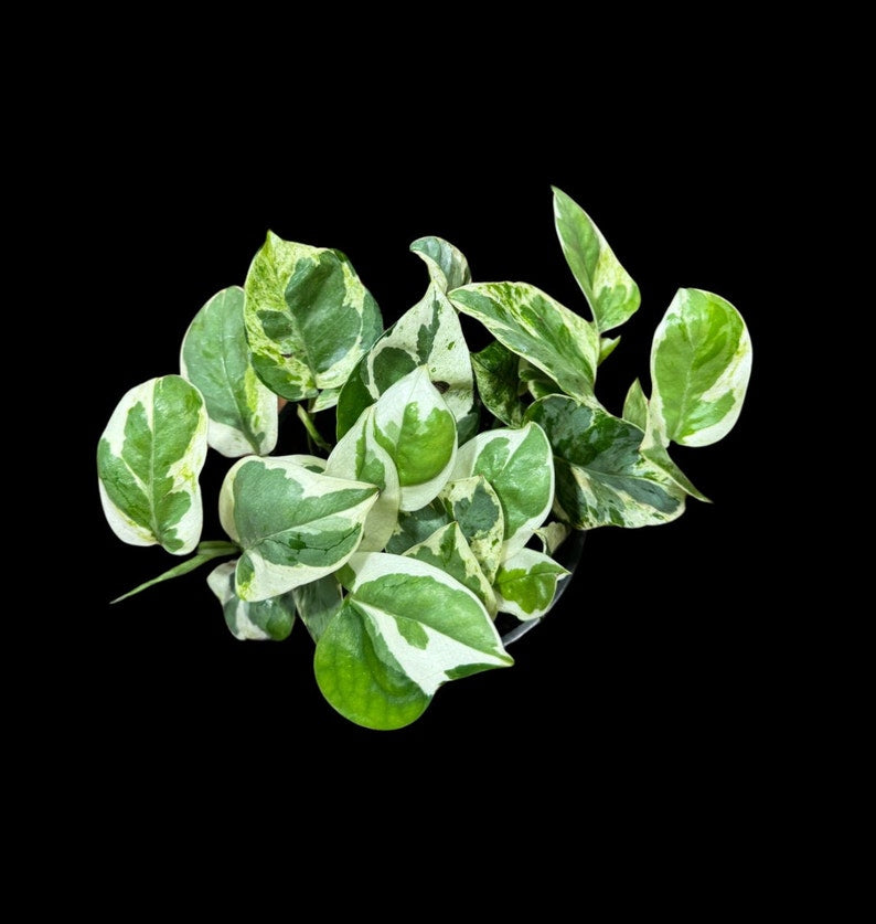 N'Joy Pothos Houseplant in 4" Pot - White Variegated Indoor Vines - Epipremnum aureum 'N'Joy' - Low Light Tolerant Plant