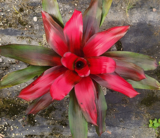 Bromeliad Live Plant - Neoregelia Magali - Colorful Indoor Houseplant - Tropical Bromeliad