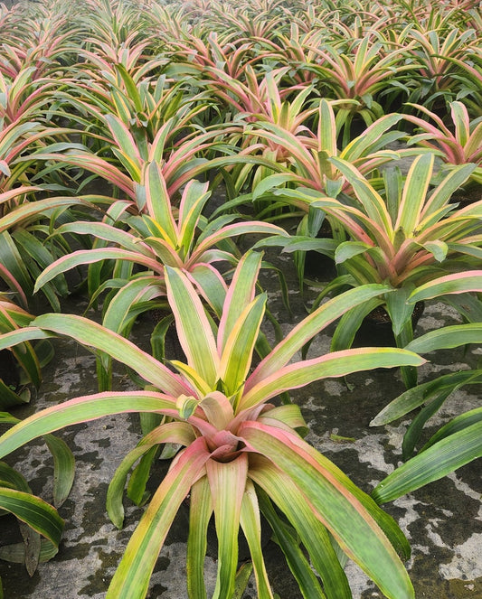 Bromeliad Live Plant - Aechmea lueddemanniana Mend - Outdoor Grown - Low Maintenance Tropical Houseplant