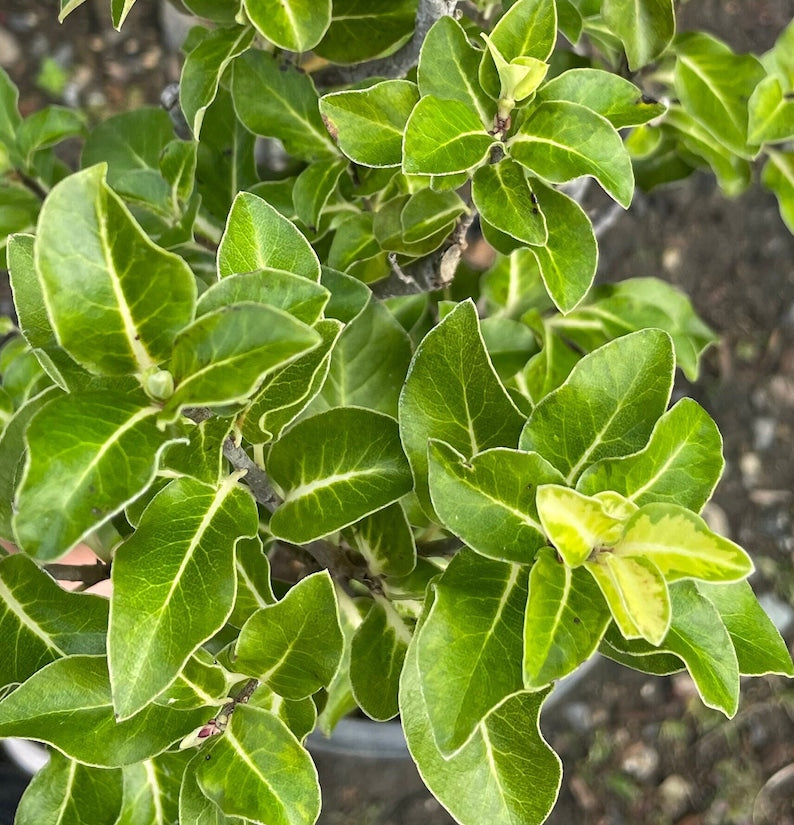 Pittosporum 'Gold Star' Plant - 1 Gallon Pot, Dense Evergreen Shrub, Dark Green Leaves with Gold Centers, Pittosporum tenuifolium