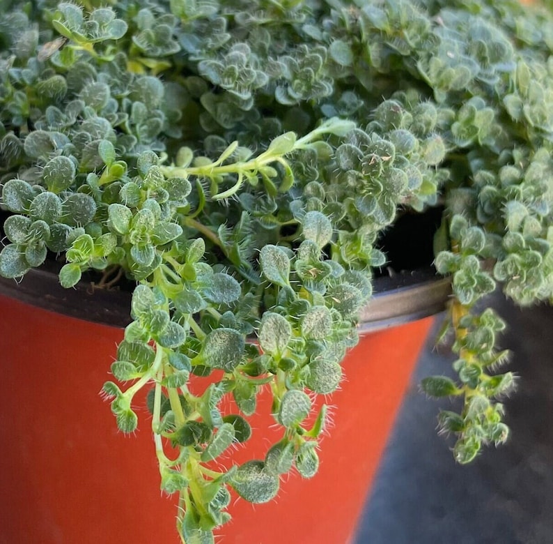 Elfin Thyme Plant in 3 Inch Pot - Dwarf Ground Cover with Purple Blooms - Thymus serpyllum 'Elfin' - Aromatic Ornamental Herb