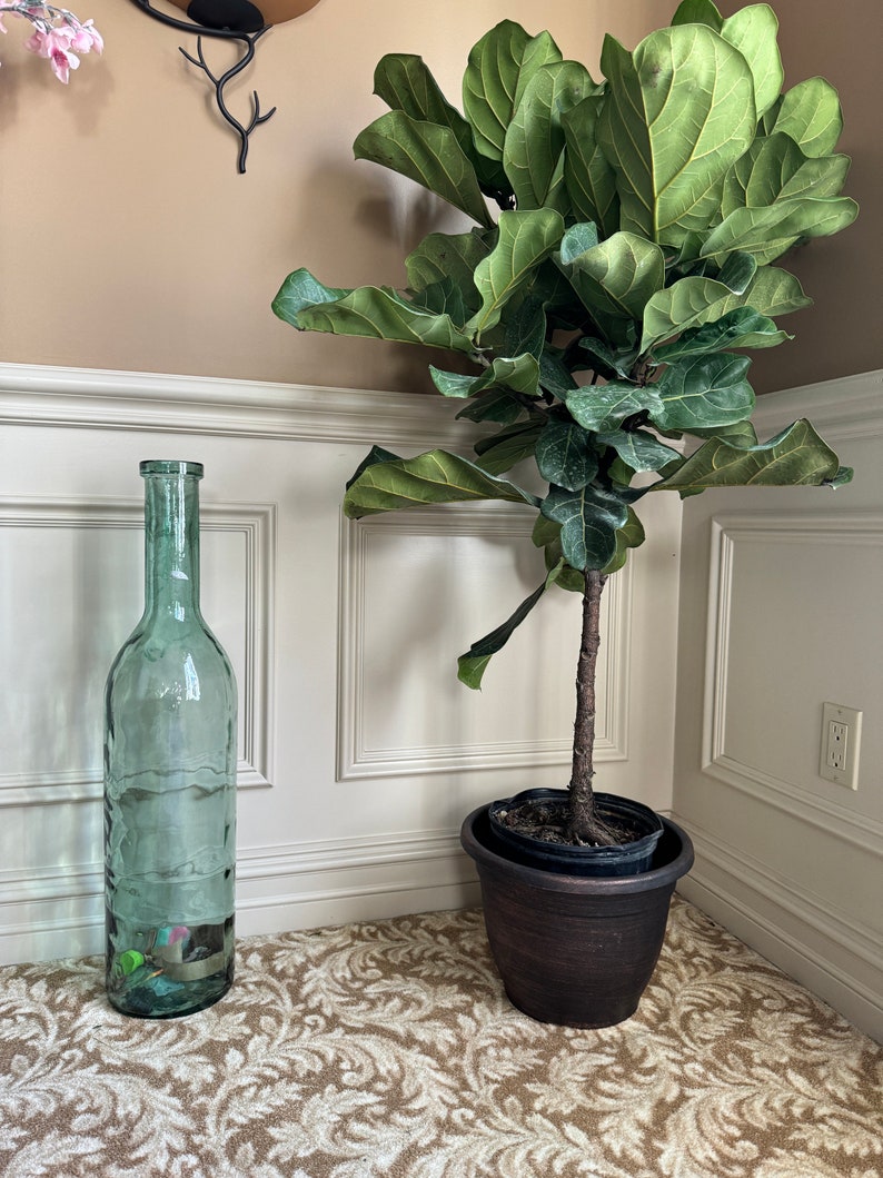 Fiddle Leaf Fig Tree 4.5 Feet Tall in 2 Gallon Pot - Ficus lyrata - Elegant Indoor Plant for Low Light Decor