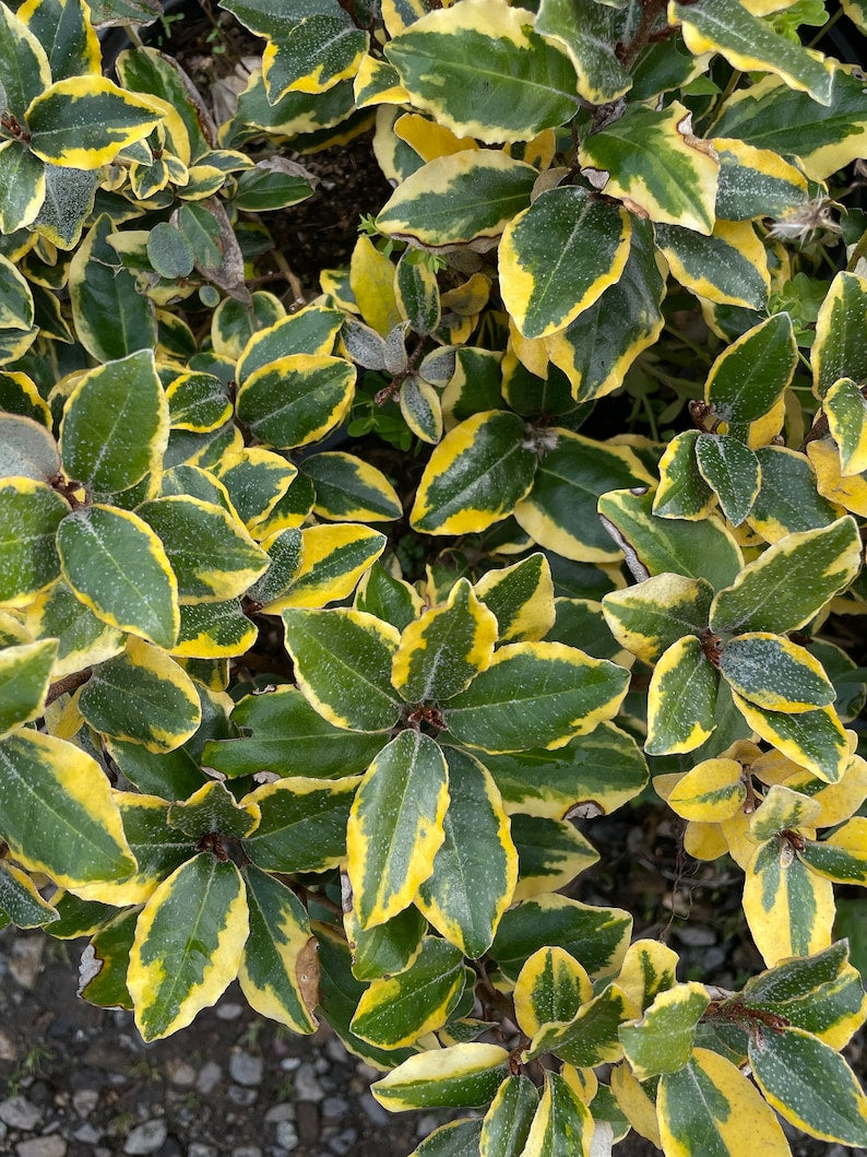Gilt Edge Silverberry Plant in 1-Gallon Pot, Variegated Elaeagnus × ebbingei 'Gilt Edge', Evergreen Hedge Shrub for Landscape