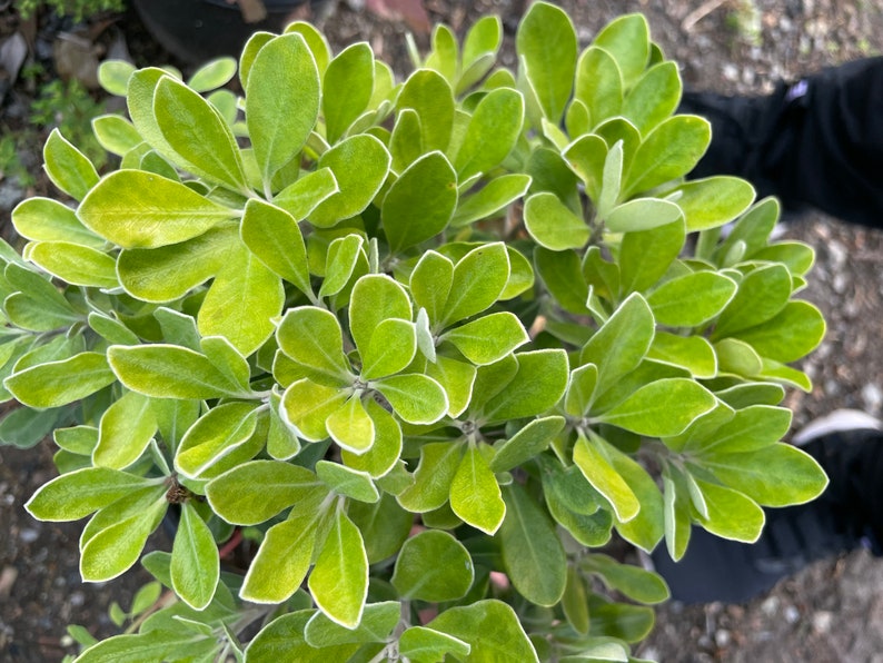 Dwarf Karo Pittosporum Plant - Compact Evergreen Shrub, Pittosporum crassifolium 'Nana', One-Gallon Pot, Drought-Tolerant