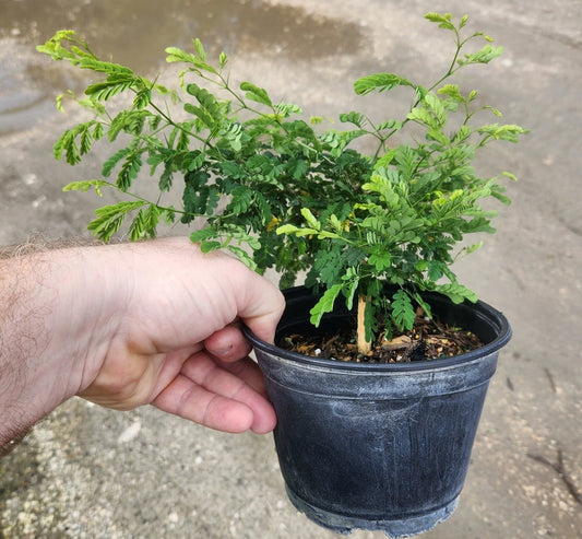 Brazilian Raintree Bonsai Start - Live Plant - Pithecollobium tortum - Outdoor Grown, Minor Blemishes, Pre Bonsai Plant