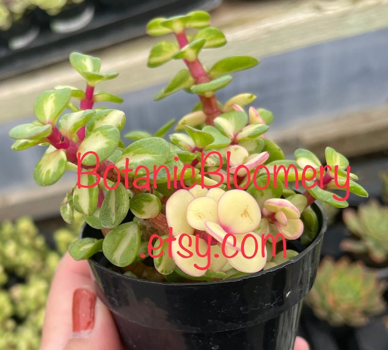 Kaleidoscope Succulent 2" Variegated Portulacaria Afra - Colorful Elephant Bush with Reddish-Pink Stems