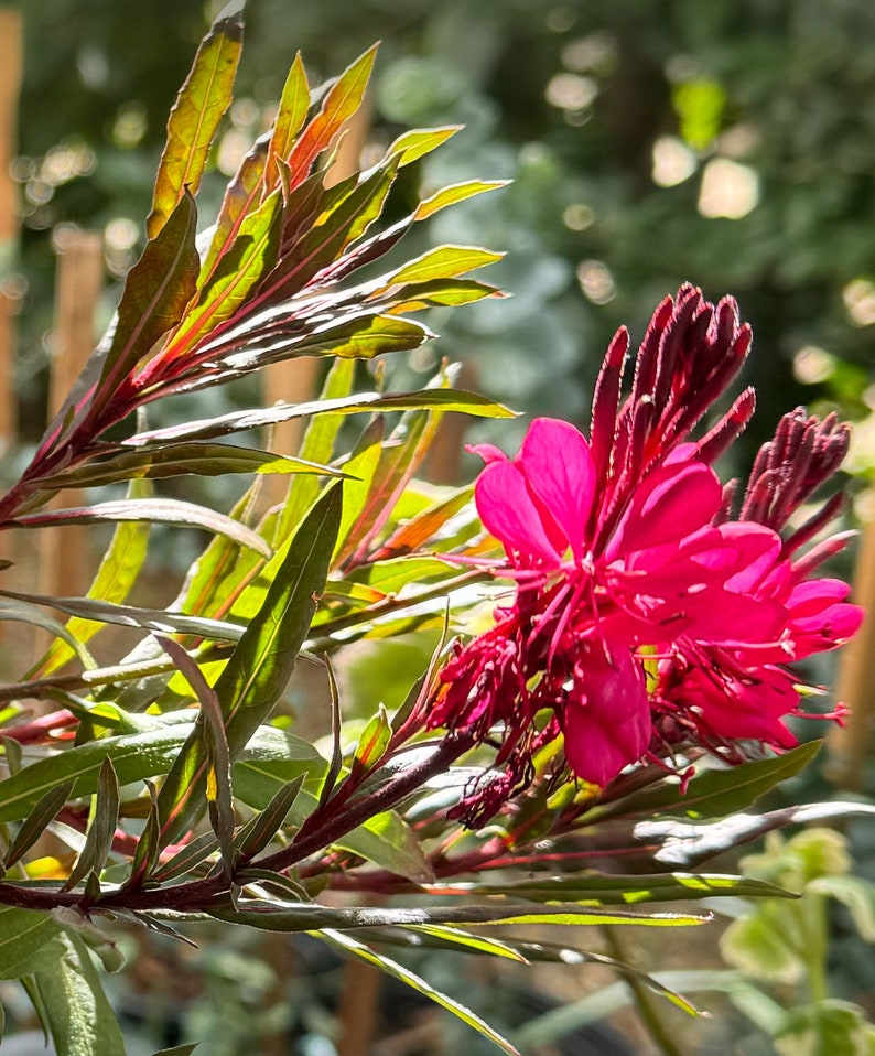 Gaura Plant 4-Inch Pot Pink or White Blooms - Gaura Lindheimeri for Garden or Indoor Decor
