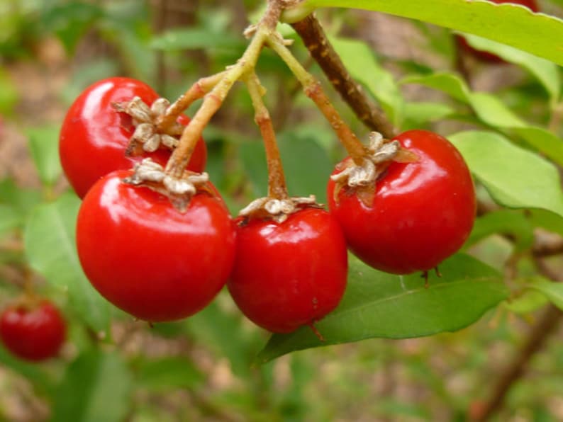 Dwarf Barbados Cherry Starter Plant 6-10 Inches Malpighia Emarginata, Compact Evergreen Shrub, Pink Flowers, Edible Fruit