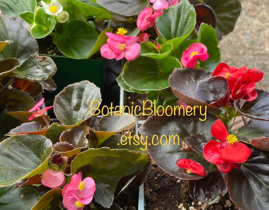 Wax Begonias 3 Inch Pot - Green Leaf & Bronze Leaf Varieties with Red, Pink, White Blooms - Begonia x tuberhybrida
