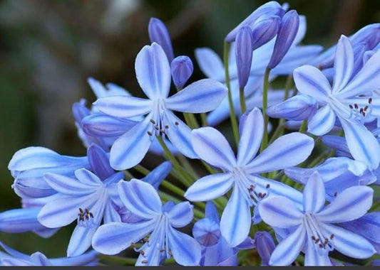 Agapanthus Starter Plant 4" Blue Lily Of The Nile Agapanthus africanus - Attracts Pollinators, Blooms Spring to Fall