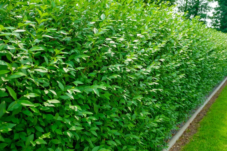 Privet Seeds 20 Count - Broad-Leaf Privet (Ligustrum lucidum) - Organic, Hand Picked, Glossy Tree Privet for Hedges