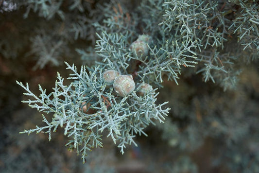 Arizona Cypress Seeds 20 Count - Blue Ice Variety - Cupressus arizonica var. glabra - Organically Grown, Handpicked