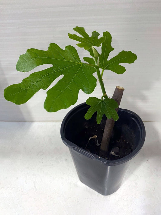 Brunswick Fig Tree Starter Plant - Cold Hardy, Sweet Juicy Figs - Ficus carica - Ideal for Containers or Gardens