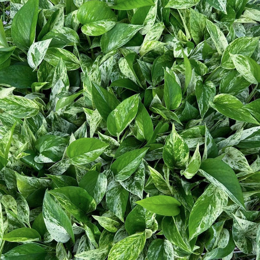 6 Pack Live 3" Marble Queen Pothos Plants - Epipremnum Aureum - Indoor Air Purifying Gift for Plant Lovers, Coworkers, Grandparents