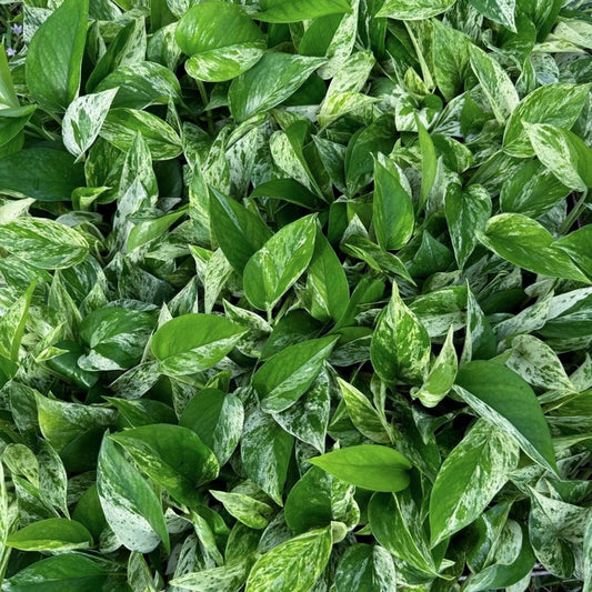 12 Pack Live Marble Queen Pothos Plants in 3" Pots, Epipremnum Aureum, Perfect Gift for Plant Lovers and Coworkers