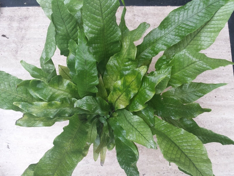 Crocodile Fern 4" Pot Microsorum Musifolium - Unique Leathery Texture for Dart Frog Terrarium and Tropical Decor