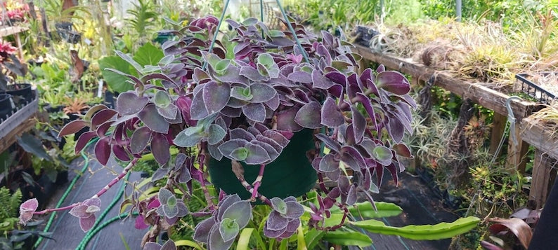 Tradescantia Pallida 'Pale Puma' 2" or 4" Potted Tropical Plant - Purple Fuzz Wandering Jew Ground Cover Plant
