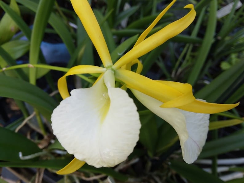 Cattleya Orchid Plant - Brassavola Myv Paul Storm - Tropical Hybrid - B. nodosa x Mcp. brysiana - Blooming Size
