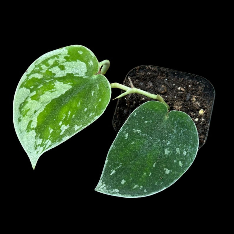Silver Pothos Starter Plant in 2" Pot - Scindapsus pictus 'Argyraeus' - Low Light Indoor Houseplant - Silver Satin Pothos