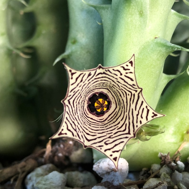 Huernia Mccoyi Seeds 10 Pack - Stapeliad Succulent Seeds - Hand Collected - Tucson AZ