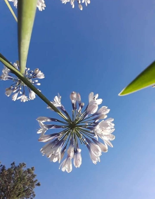 Agapanthus Twister Starter Plant - 4" Plug - Violet-Blue Flowers - Agapanthus praecox - Attracts Bees & Butterflies