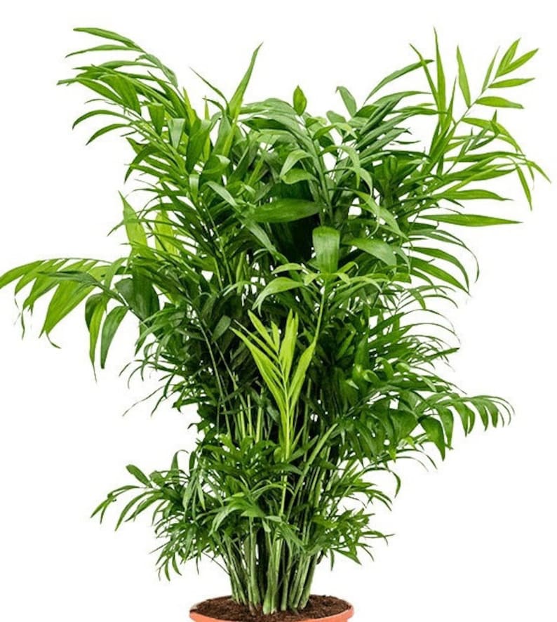 Parlor Palm Indoor Plant 3" - Chamaedorea elegans - Low Light Air Purifier Houseplant - Easy Care Green Tropical Fronds