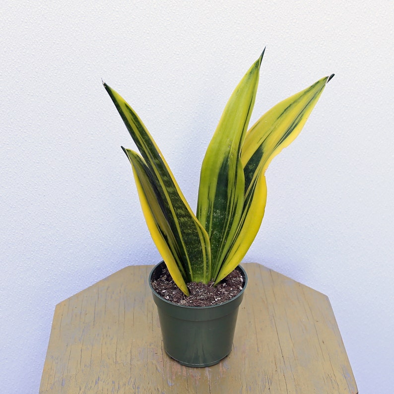 LIVE 4 Inch Sansevieria Golden Flame Snake Plant - Oxygen Producing Houseplant, Mother-In-Law’s Tongue, Indoor Decor