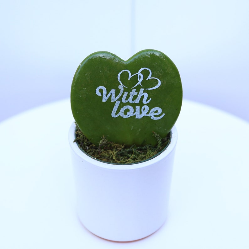 Heart-Shaped Hoya Plant in Ceramic Pot, Sweetheart Hoya, Valentine Hoya, Hoya Kerrii - Charming Indoor Houseplant Gift