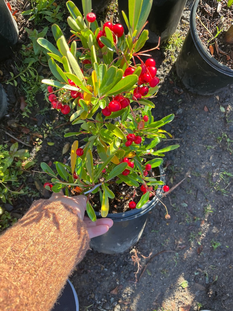 Cherri Berri Pyracantha Shrub - Pyracantha fortuneana - Evergreen Privacy Hedge with Red Berries - Hardy Zone 6