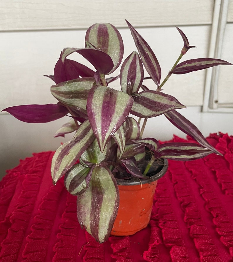 Inch Plant - 3 Inch Pot - Tradescantia zebrina - Vibrant Foliage Houseplant - Easy Care Indoor Plant
