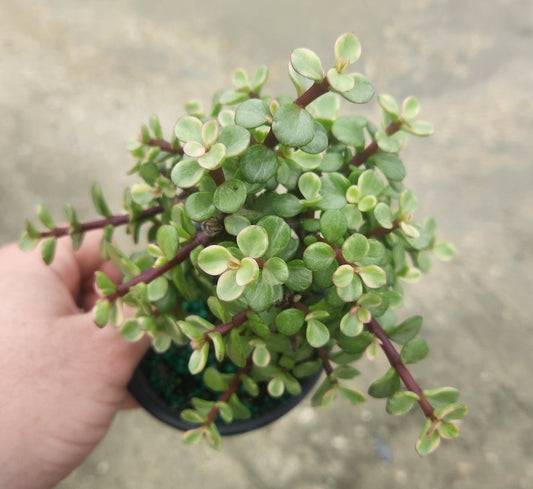 Variegated Portulacaria afra Mini Jade Bonsai Start - Live Plant - Pre Bonsai - Outdoor Grown - Minor Blemishes Possible
