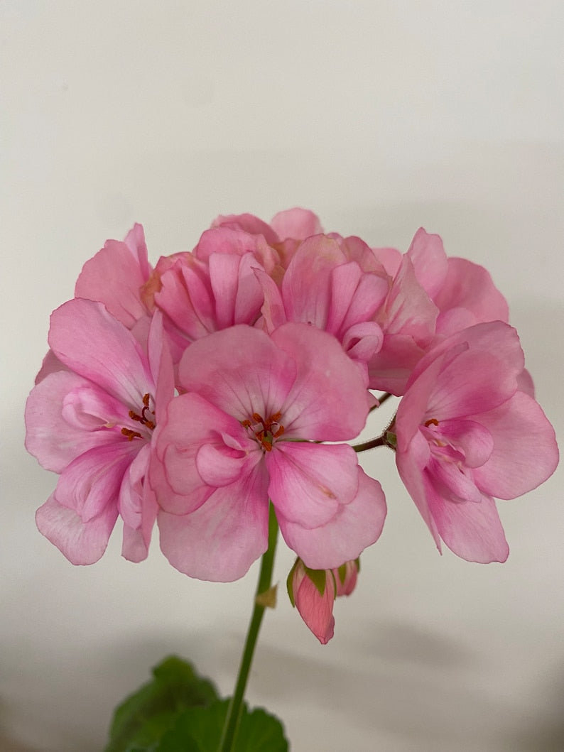 Geranium Plant 4-Inch Pot Fragrant Pink Flower Pelargonium Geranium Pink Easy Care Indoor Outdoor Perennial Houseplant