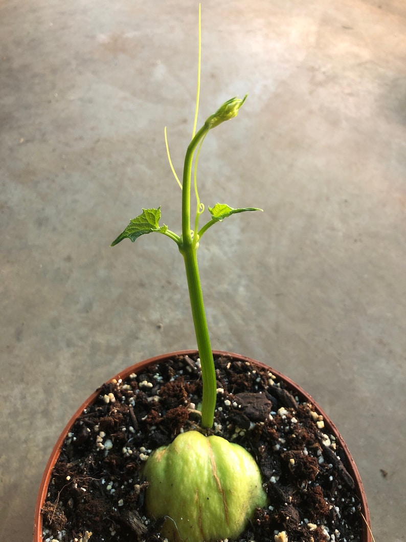 Chayote Live Plant 4" Pot or Seed - Organic Green Smooth Sechium edule - Thornless Vegetable Garden Starter