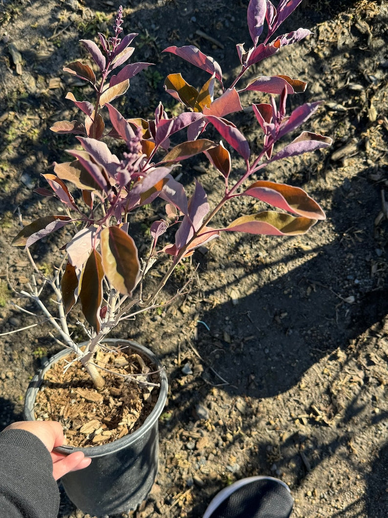 Arabian Lilac Shrub 1 Gallon Pot Purple Foliage Vitex trifolia 'Purpurea' Butterfly Garden Plant