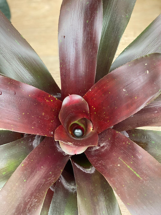 Bromeliad Plant Neoregelia Royal Burgundy - Exotic Indoor/Outdoor Decor, Deep Burgundy Foliage, Tropical Accent Plant