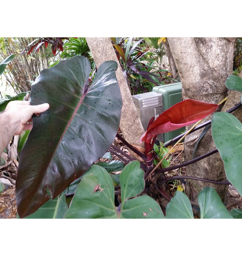 Philodendron Anderson's Red Top Cutting | Colorful Climber | Free Heat Pack | Philodendron spp.