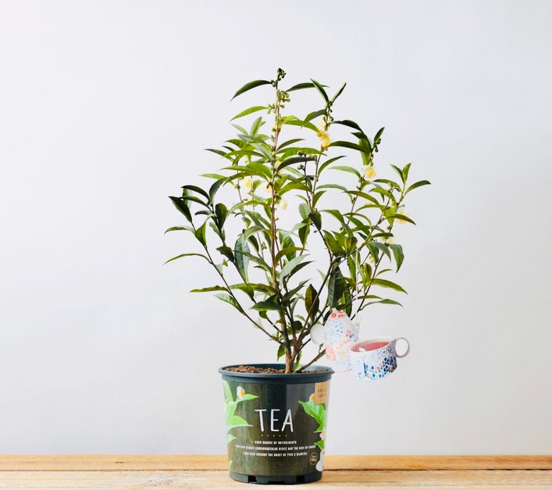 Live Tea Plant - 20 Inch Assamica Variety - Camellia sinensis - Hardy Evergreen for Homegrown Tea - Perfect for Garden Enthusiasts