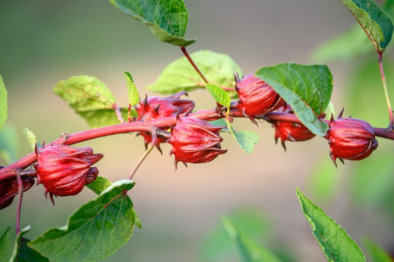 Jamaican Sorrel Seeds - 10 Organically Grown Hibiscus sabdariffa for Gardening - Roselle Variety, Free Shipping Over $35