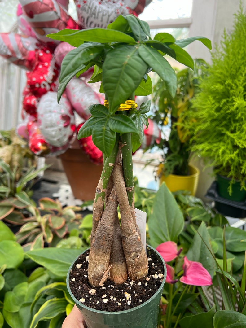 4” Pachira Braided Money Tree Plant, Good Fortune Gift, Indoor Houseplant, Pachira aquatica