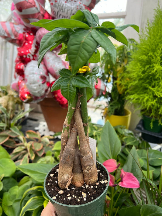 4” Pachira Braided Money Tree Plant, Good Fortune Gift, Indoor Houseplant, Pachira aquatica