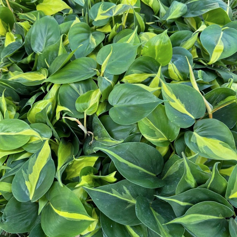 8 Pack Live Brazilian Philodendron Scandens Brazil 4" Pots - Heart-Shaped Leaves, Tropical Houseplant Gift